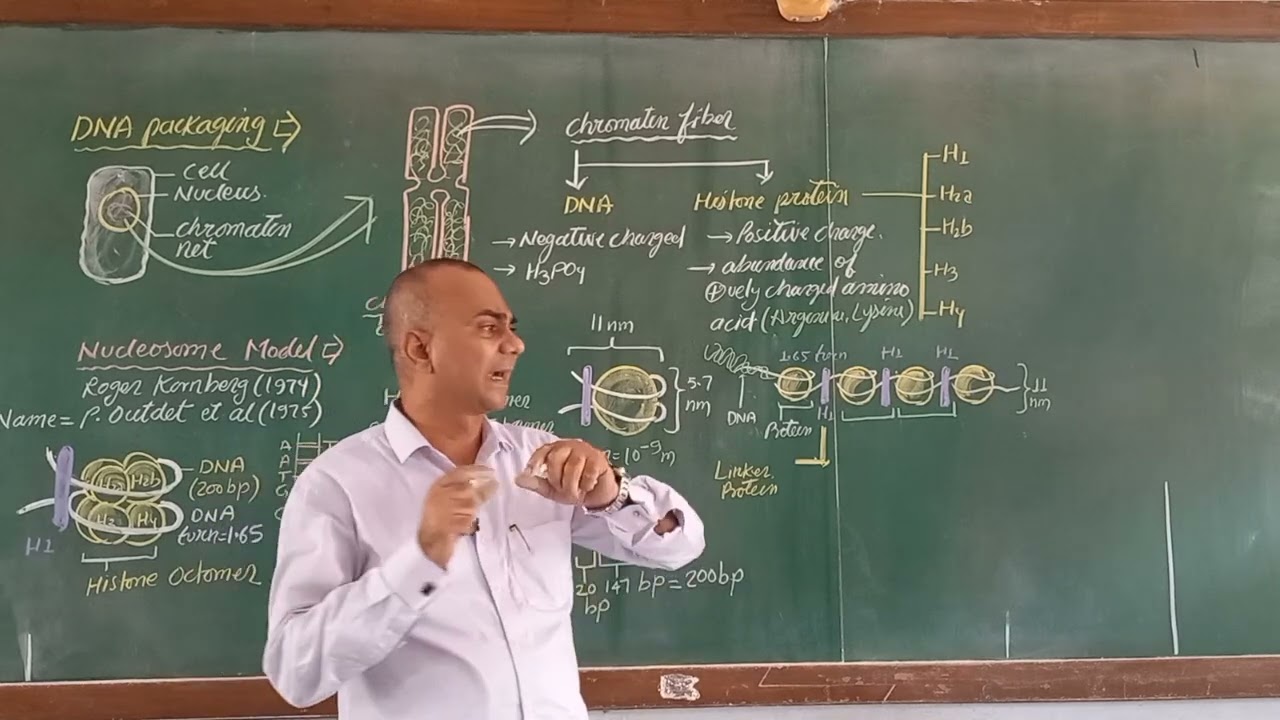 Nucleosome model: DNA PACKAGING