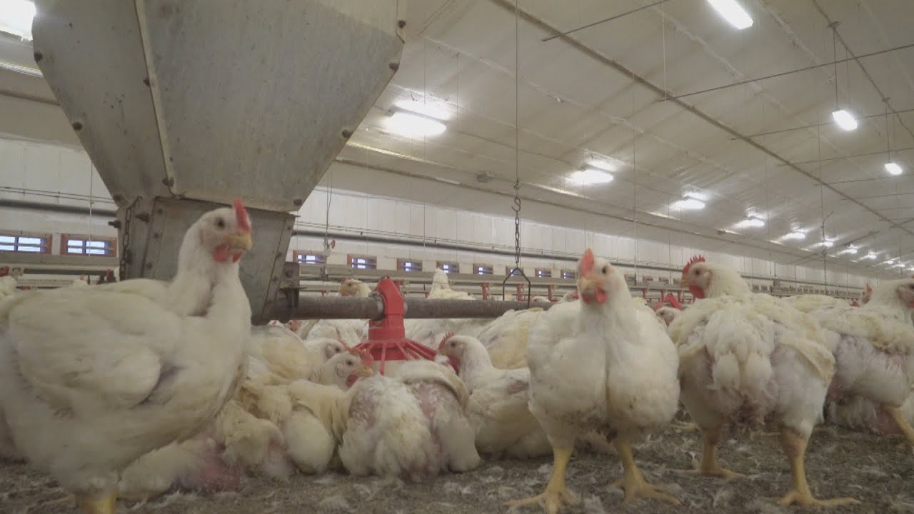 La semaine verte | Poulets à engraisser