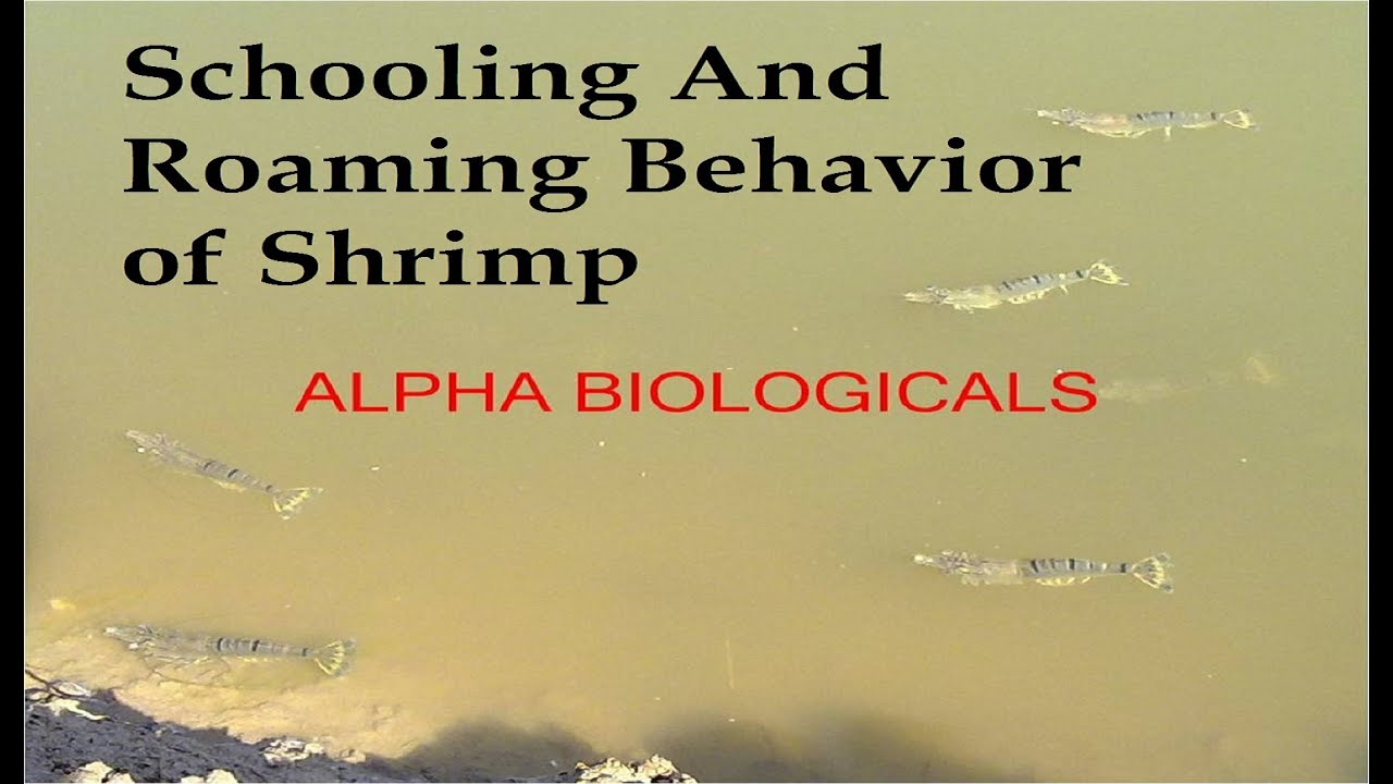 Schooling and roaming behavior in Shrimp (English&Telugu)