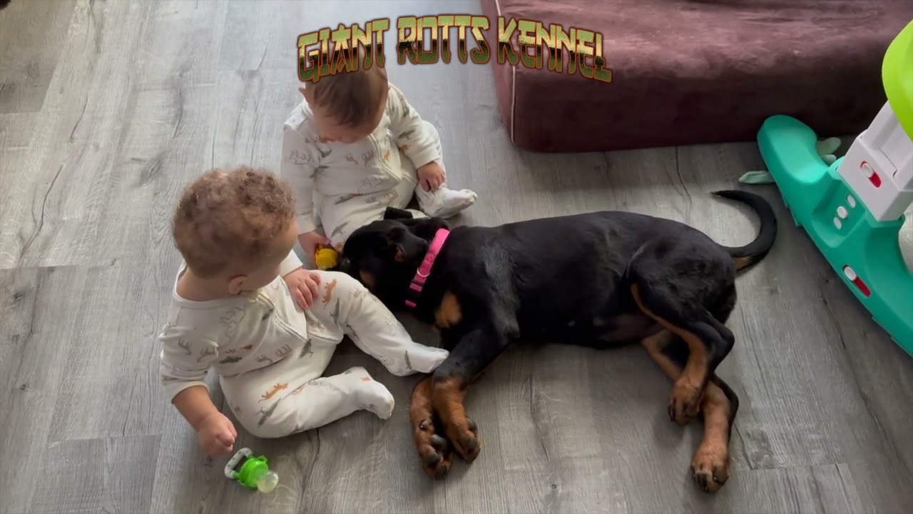 5 Thing Only Experienced Rottweiler Owner Will Know