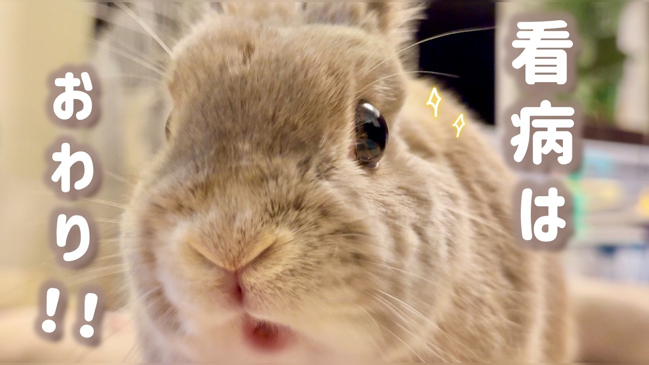 「もういらない！」うっ滞から復活したうさぎに、過保護な飼い主が怒られた日。