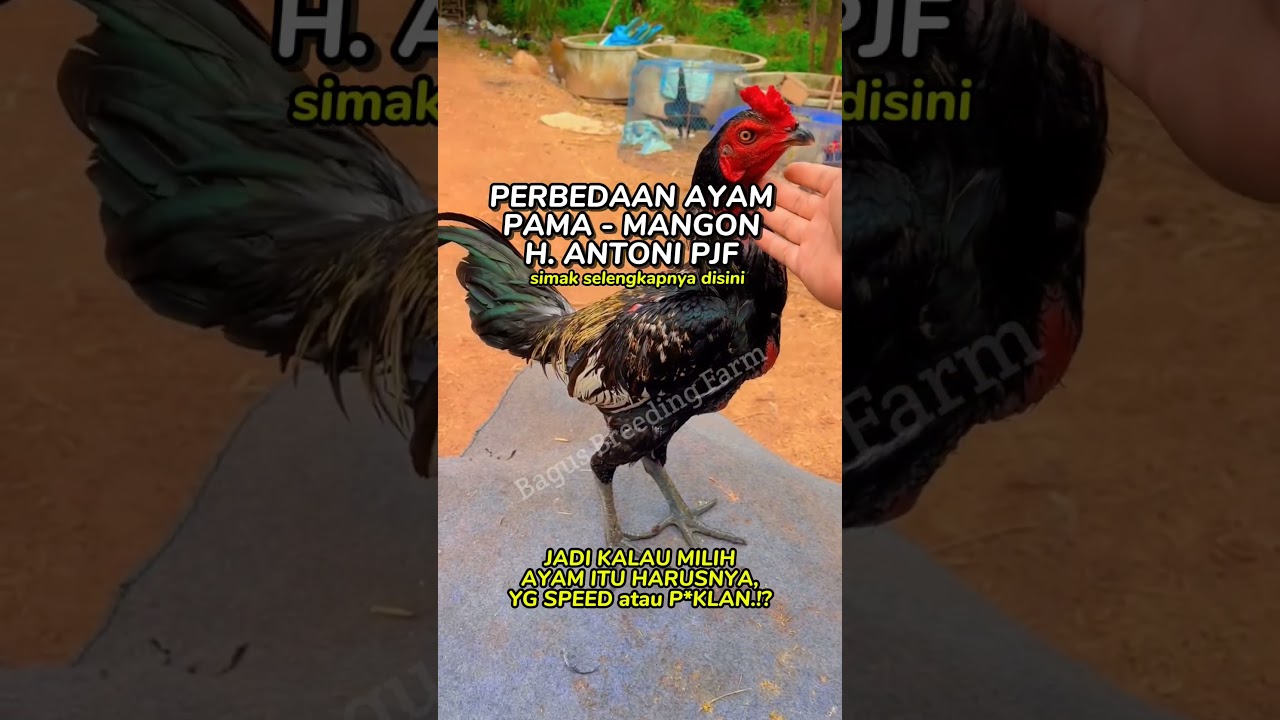 Beda Pama & Mangon #peternakayam #ayam #faktaayam #ayambangkok #tentangayam #reels #seputarayam