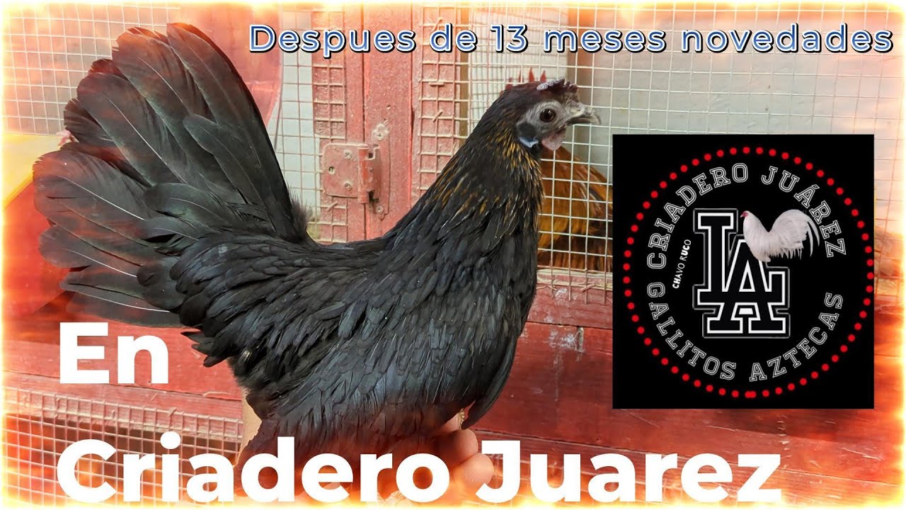 Novedades en el Criadero Juarez
