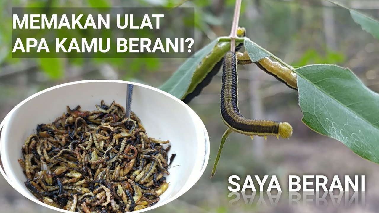 Makanan Ekstrim Gunungkidul Ulat Besi / Ulat Pohon Joar