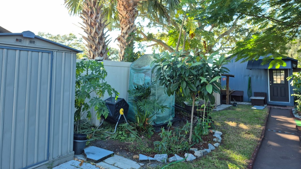 Trimming palm trees