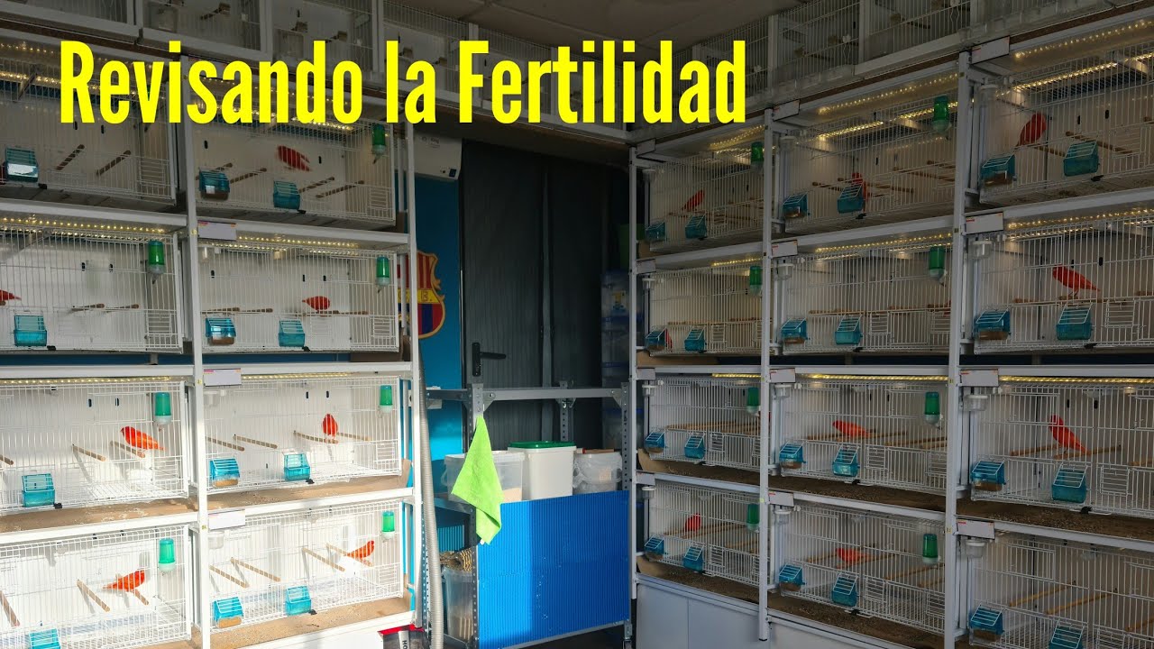 Fertilidad....MÁXIMA 🐥🐥🐣🐣🐣🐣🐣