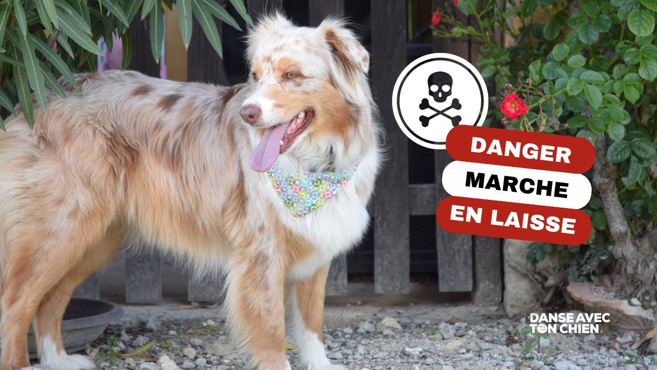 DANGER : ARRÊTEZ LES COUPS SUR LE COLLIER DU CHIEN !
