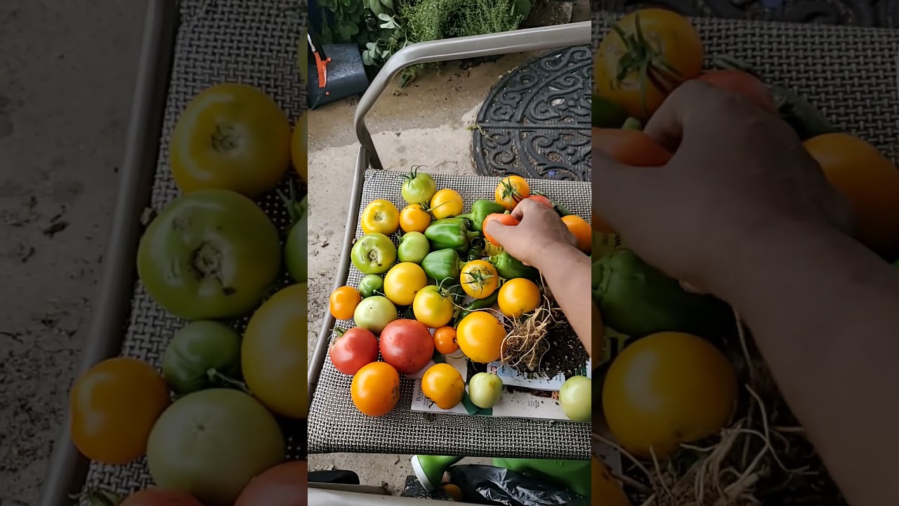 Fall Tomato and Pepper haul!! 9/30/2025