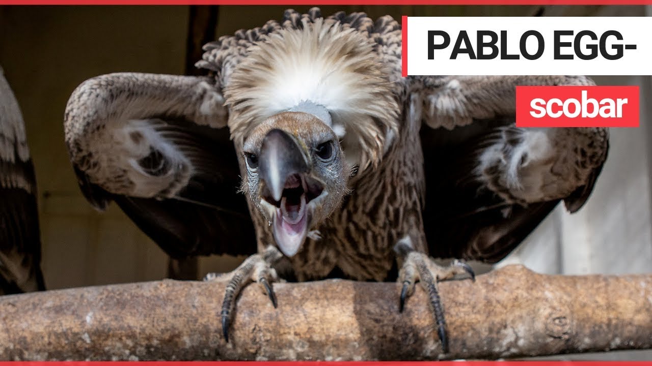 Bird centre hatches &pound;100K rare eggs smuggled by jailed 'Pablo Escobar of the egg trade'. | SWNS TV