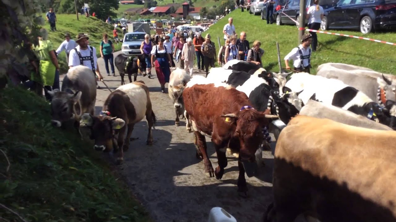 Viehscheid in gunzesried 2015