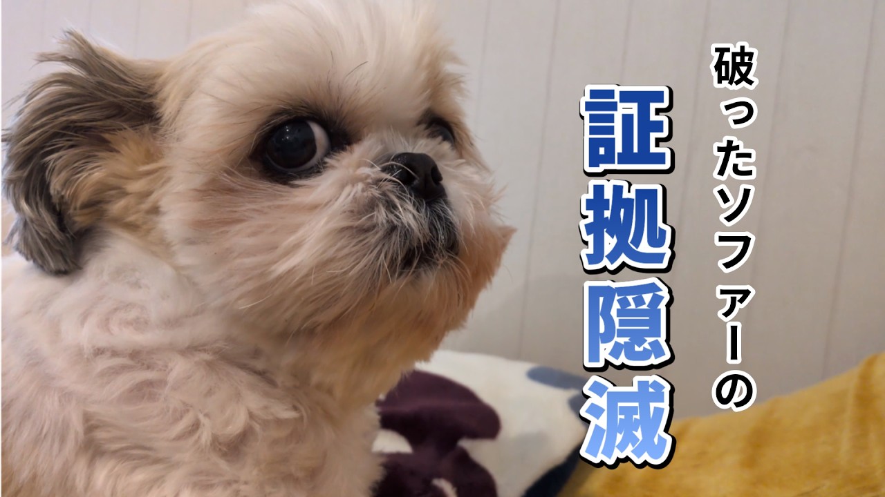 カメラを叩いて証拠隠滅する犬！体で隠してきます！20年使った冷蔵庫が壊れソファーも破かれた！