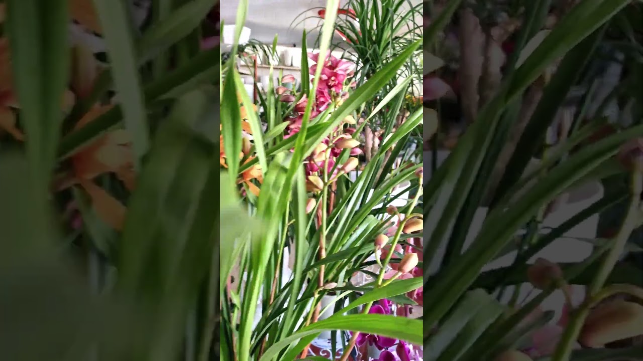 ARRIVATI I CYMBIDIUM❤️ VIVAIO SANTINELLI #shorts #cymbidium