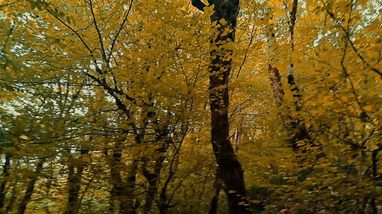 🍂 🌿Autumn Mountain Walk Peaceful Jungle Trail in Clouds | Relaxing Nature Sounds for Calm🌿🍁