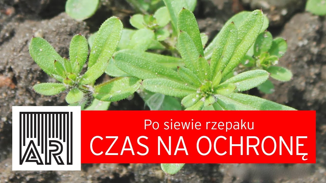 AR #24 / Po siewie rzepaku czas na ochronę!