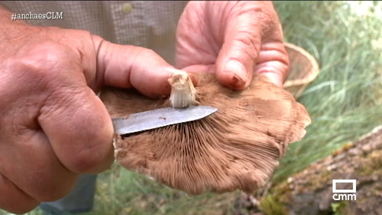 La primavera y la humedad ideales para las setas de chopo | Ancha es Castilla-La Mancha