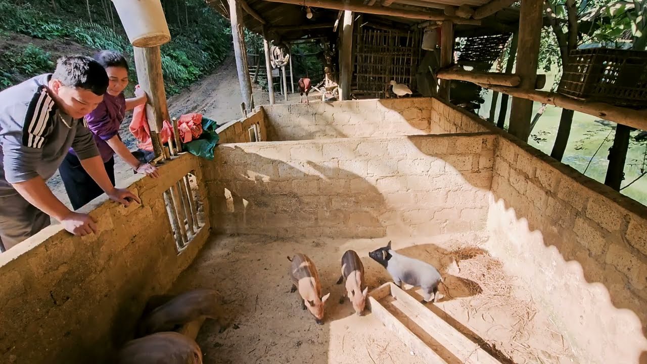 Mountain Forest and Me made a lot of money from selling piglets.