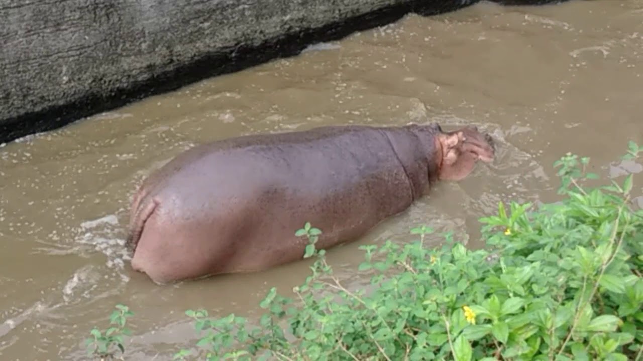 Hippo Roar 聲音和身材一樣厚實的河馬