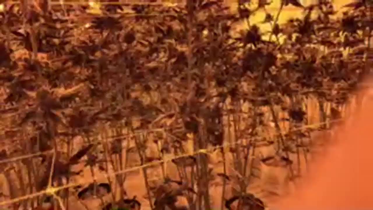 RiverRun Gardens Flower Room Tour Ft. Greasy Runtz,  Designer Runtz