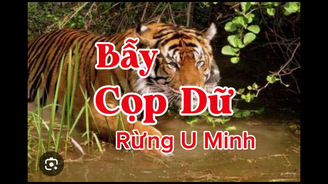 BẪY CỌP DỮ RỪNG U MINH | Lê Anh diễn đọc