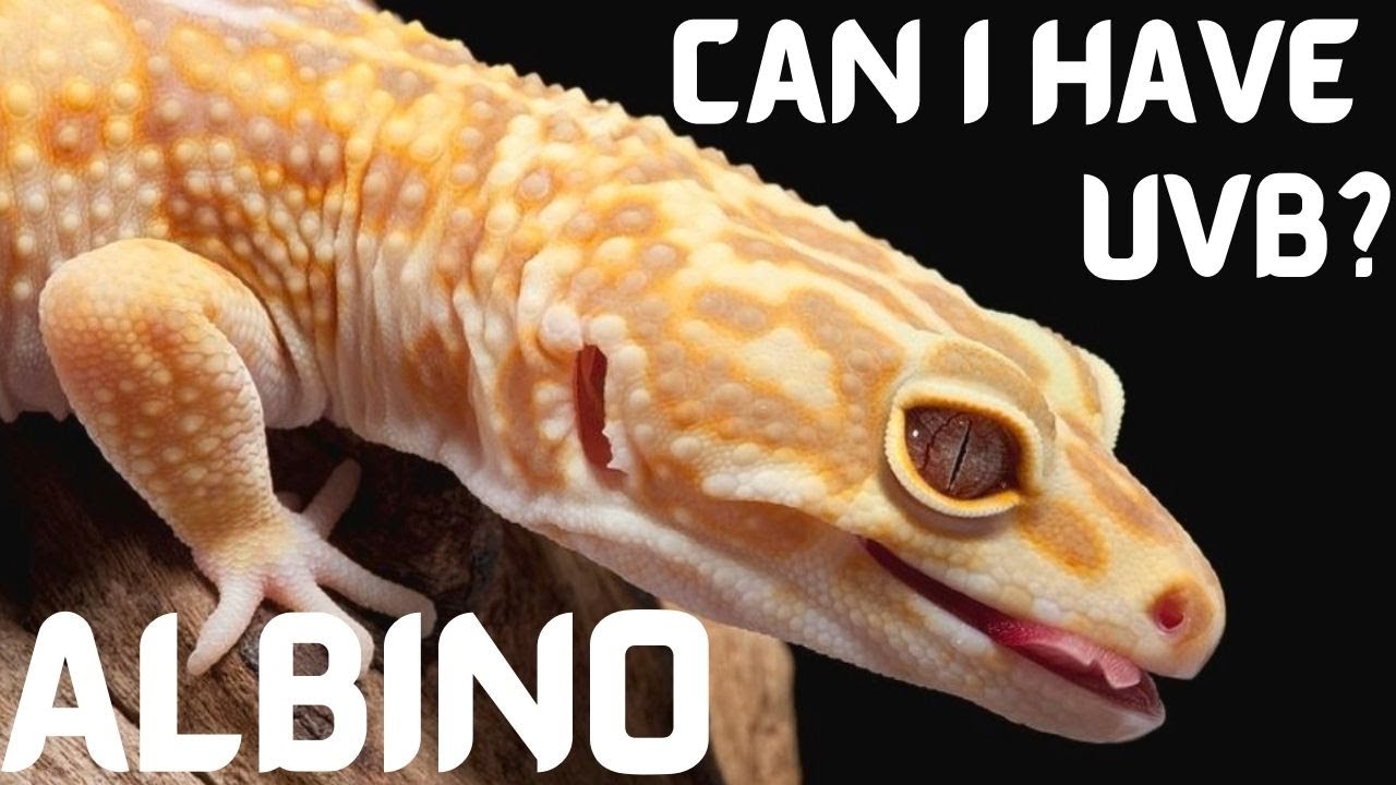 Can Albino Leopard Geckos Have UV Lighting?