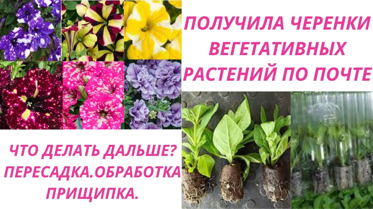 Получила черенки вегетативных растений по почте. Что делать дальше? Пересадка. Обработка. Прищипка.