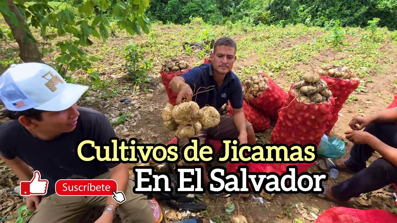 Conociendo Un Cultivo de Jicamas en Talcomunca, Izalco, Sonsonate EL SALVADOR.