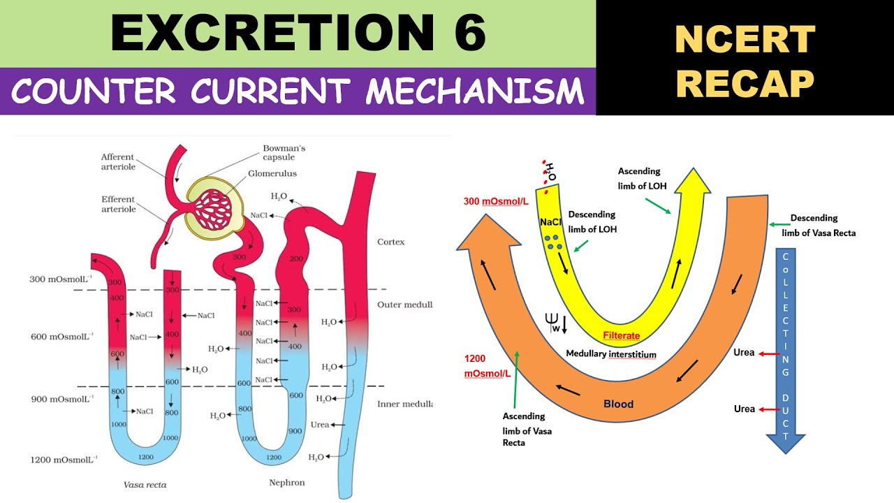 Excretion 6 | Counter current mechanism | Mechanism of concentration of Filtrate
