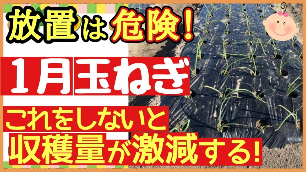 【玉ねぎ 1月の重要作業 】収穫量を増やす最強の育て方！必ず確認して欲しい3つのポイント～初心者・プランター家庭菜園～