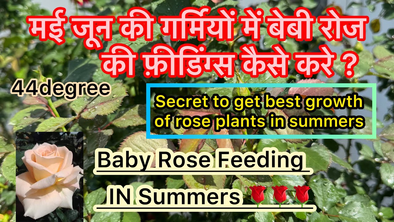 ROSE PLANT GROWING TIPS & TRICKS! गर्मी के मूसोम में गुलाब की देखभाल कैसे करे !बेबी रोज प्लांट केयर