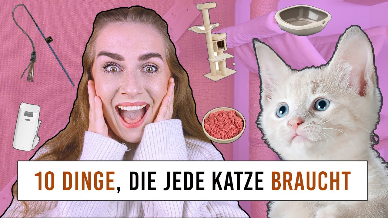 Top 10 Katzen Produkte, die JEDER Katzenbesitzer braucht / Katzenspielzeug, Fensterschutz und Co.