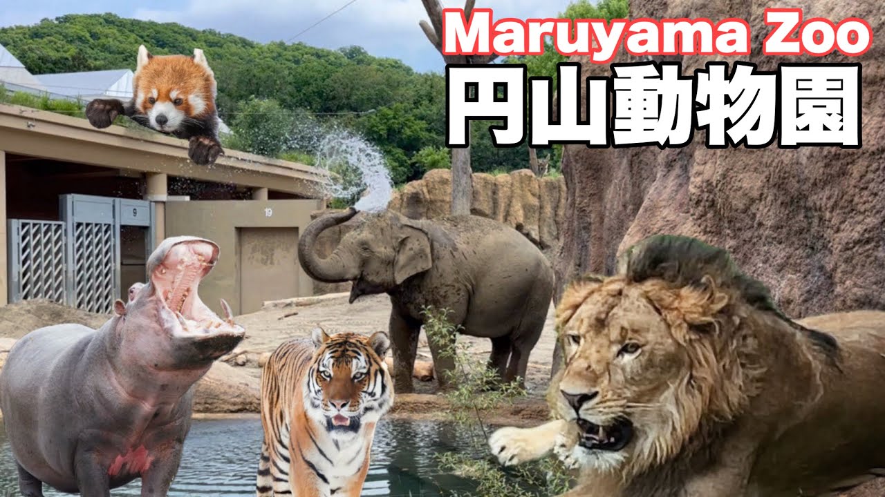 今すぐ行きたい！見どころいっぱい！ワクワクが止まらない札幌円山動物園🦁🐯🐘【Maruyama Zoo】