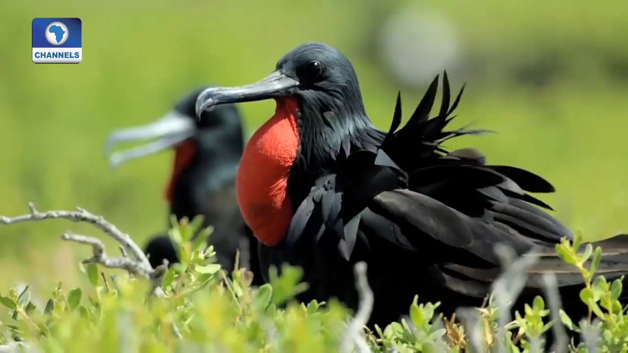 Earth File: Focus On Migratory Birds Pt. 1