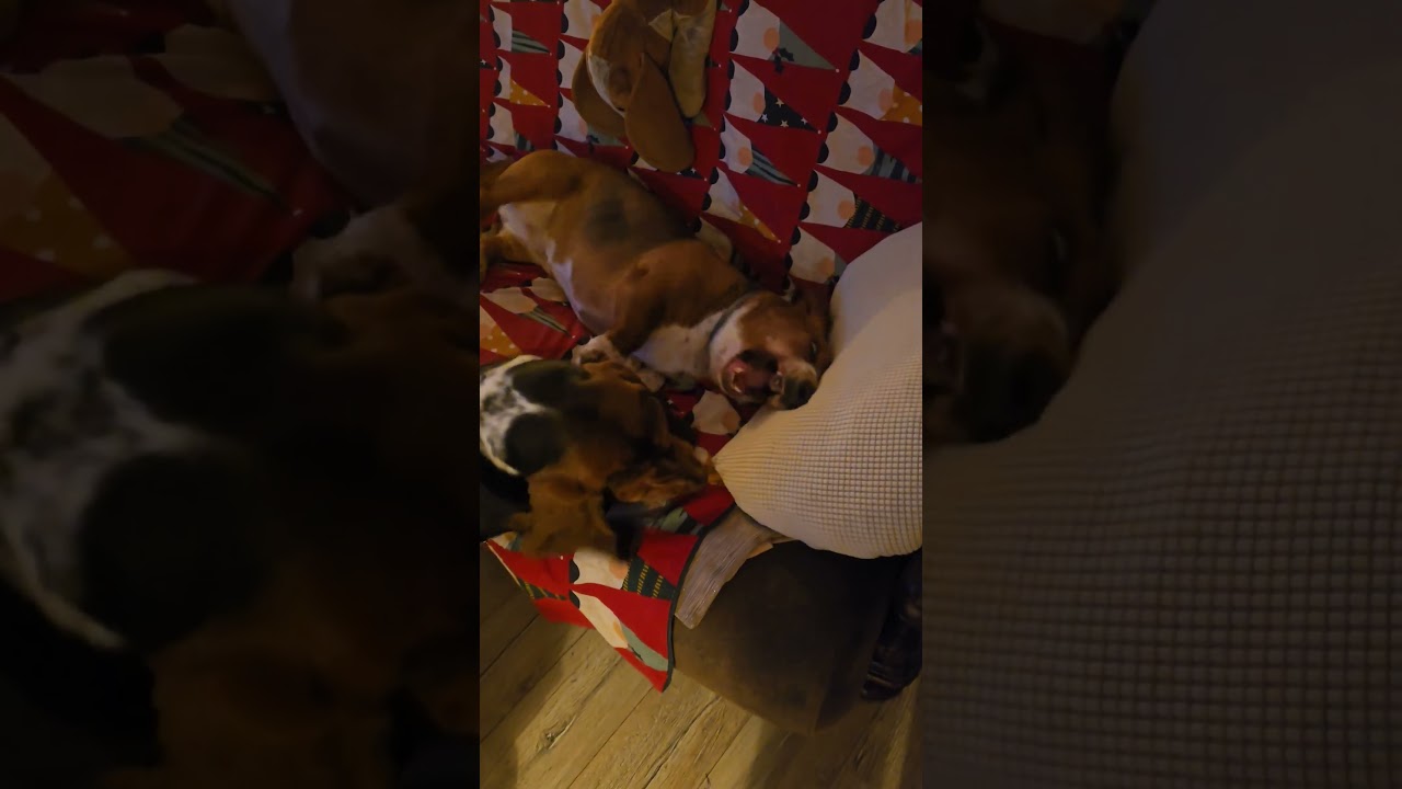 Basset hound.  Wieczorne przepychanki🤣🤣🤣🤣🤣😉😉😉😉