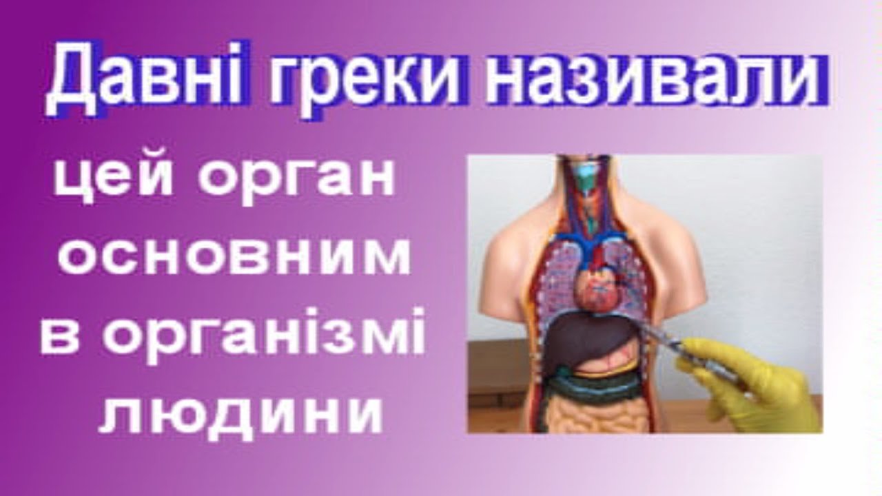 АНАТОМІЯ ДІАФРАГМИ