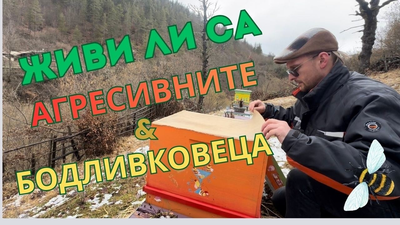 Оцеляха ли пчелите ми след зимата? | Пролетна проверка и подготовка на кошерите