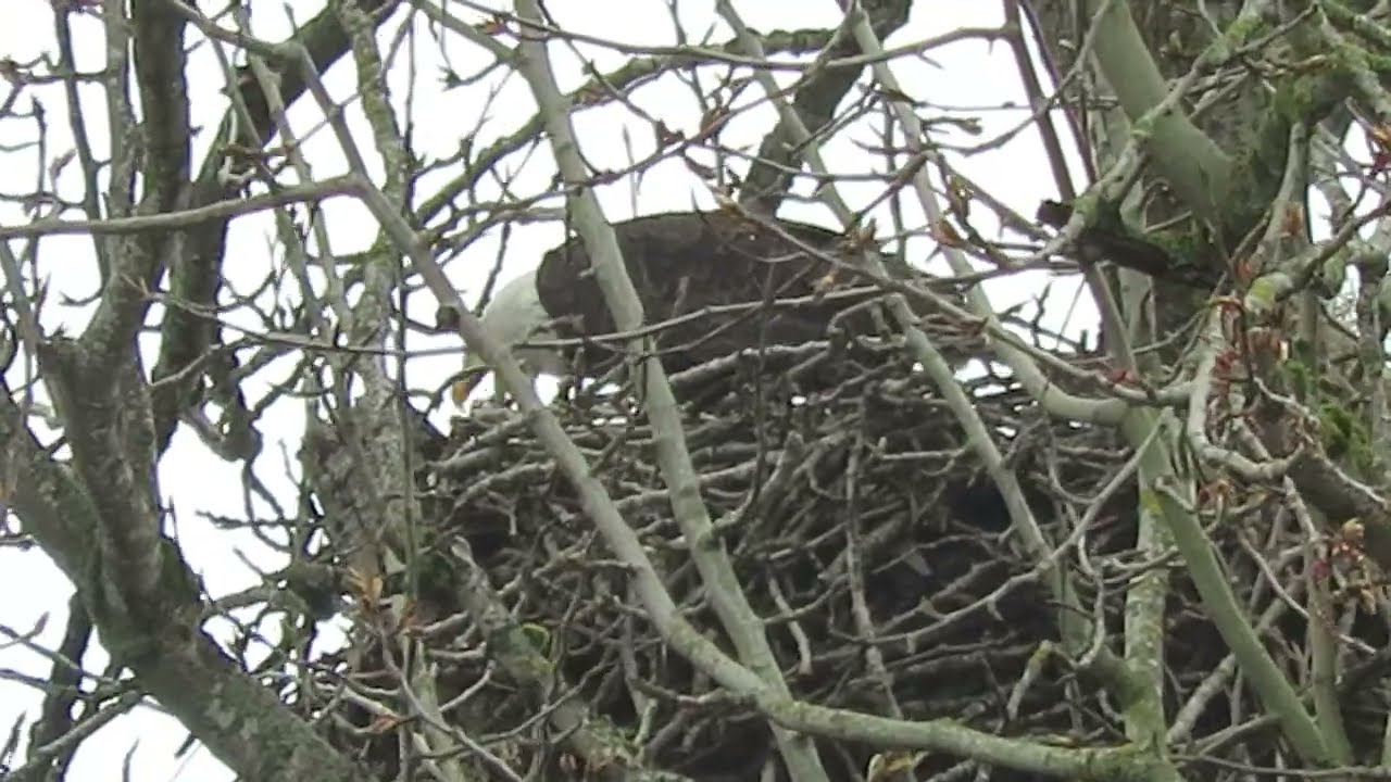 03/08/26 Riverbend Bald Eagle Nest (Eating) Kent Wa 7928-169