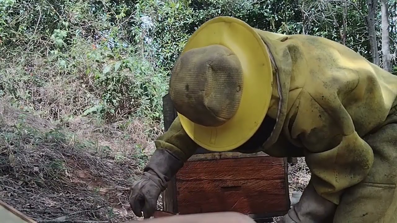 🟤 Para iniciantes manejo de apiário tudo que deve fazer com está situação 