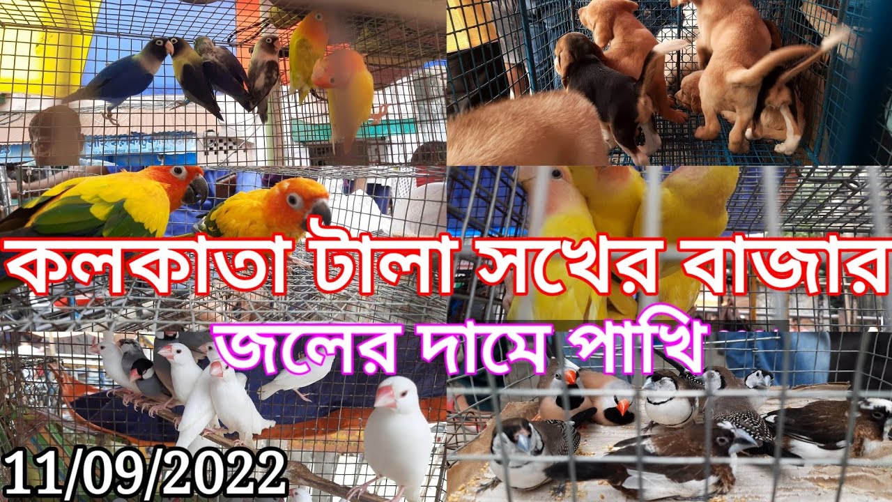 Tala Pet Market kolkata||Pakhi Bazar galiff street market|পাখি বাজার, 222b, Gallif St|জলের দামে পাখি