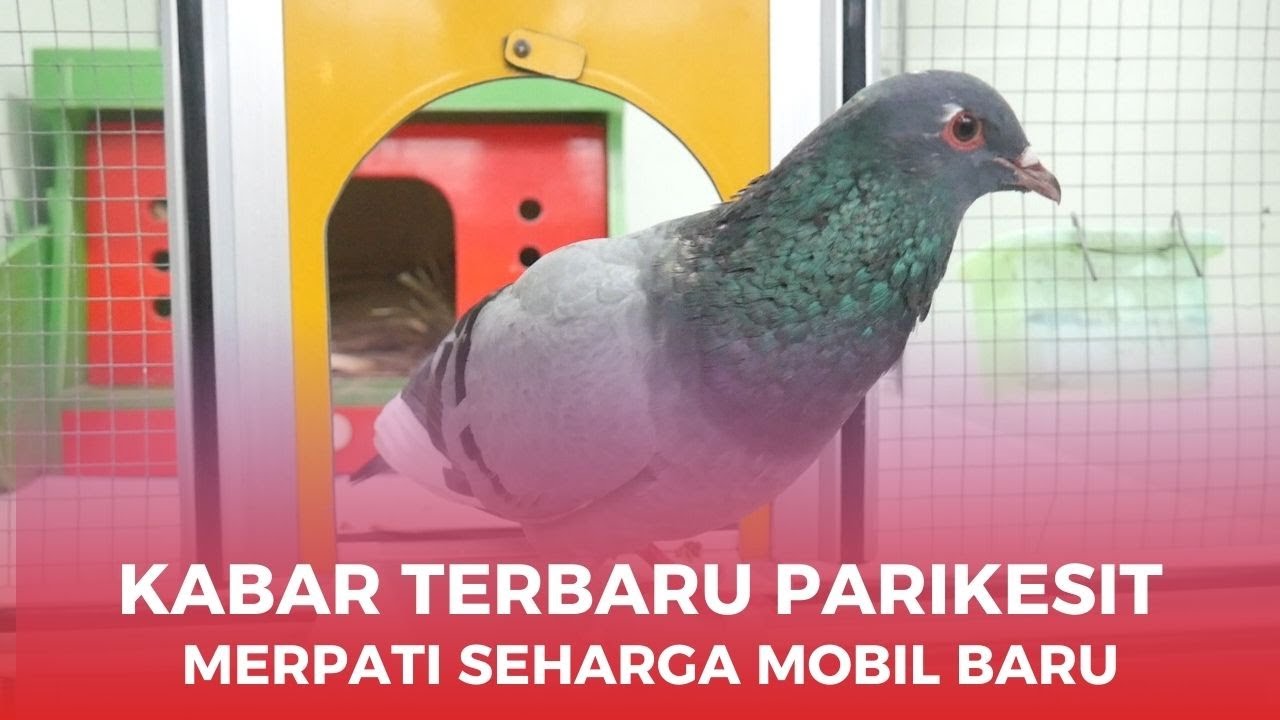 KABAR TERBARU PARIKESIT SETELAH DI TAKE OVER DARI TEAM KENWOOD