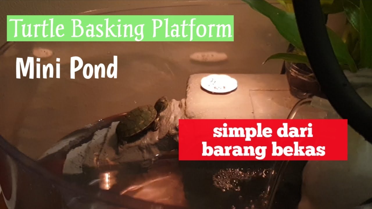 Mini Pond Kura Kura | Basking Platform | Membuat Tempat Berjemur Kura Kura