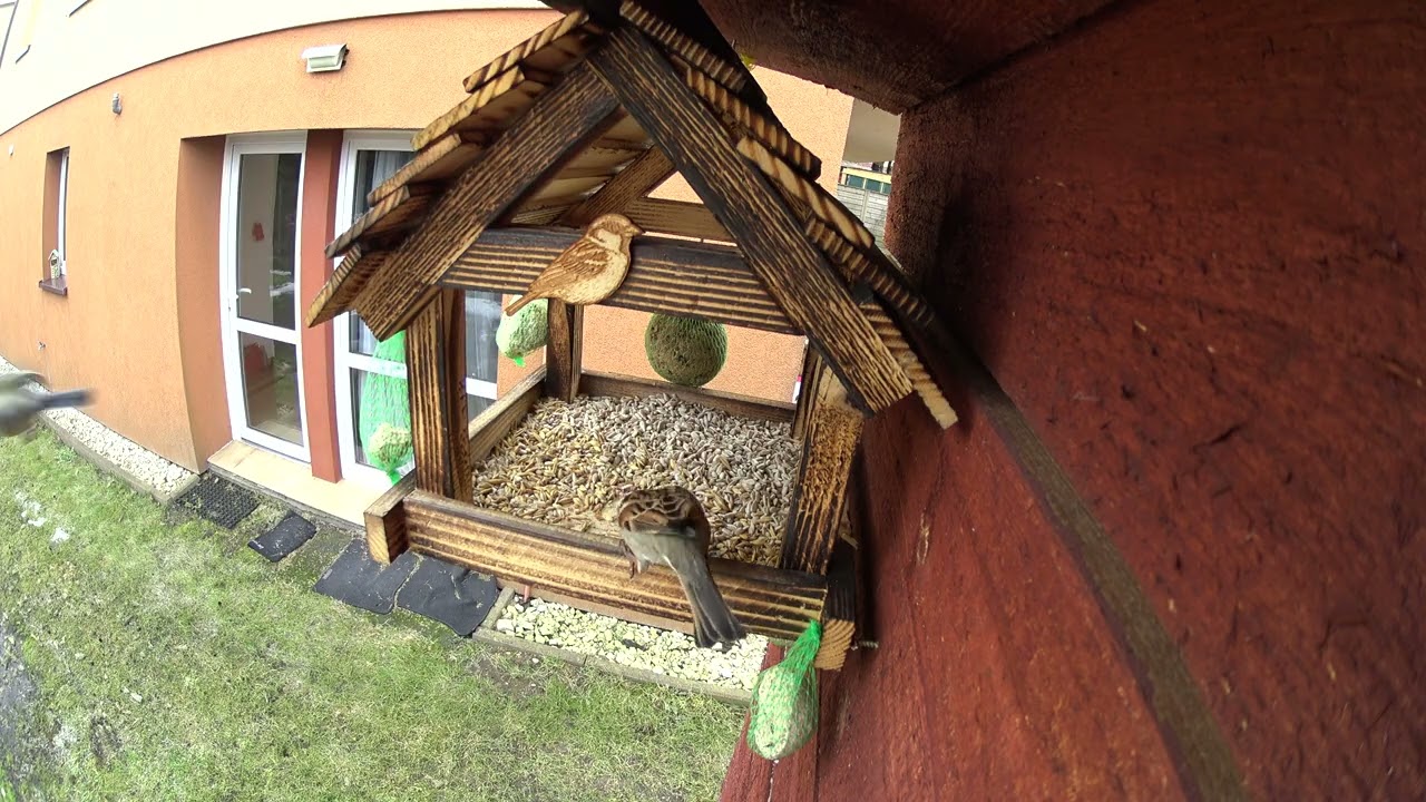 BirdSpyCam - Bird Feeder Frenzy! 02.03.26