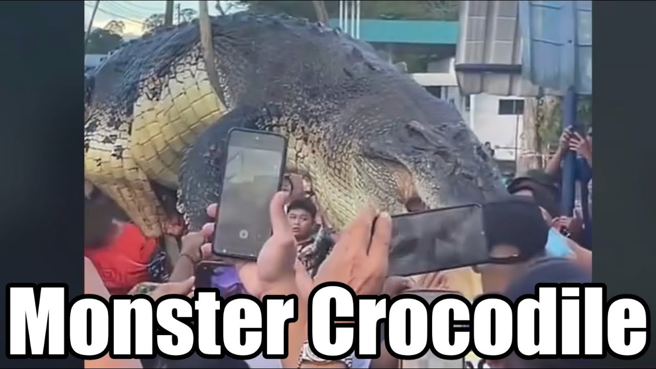Giant Crocodiles Caught After 6 Year Old’s Death