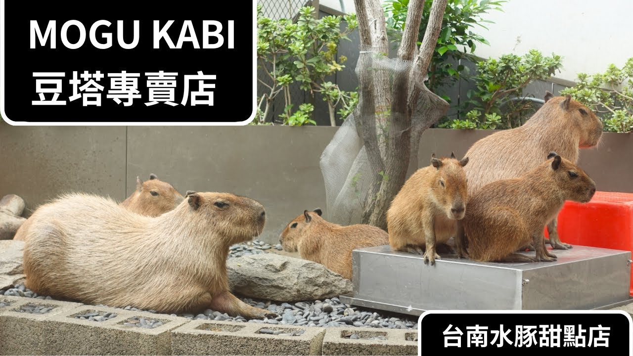 卡皮巴拉！位於台南市區的水豚甜點店🍊｜MOGU KABI 豆塔專賣店 水豚咖啡廳 台南市東區