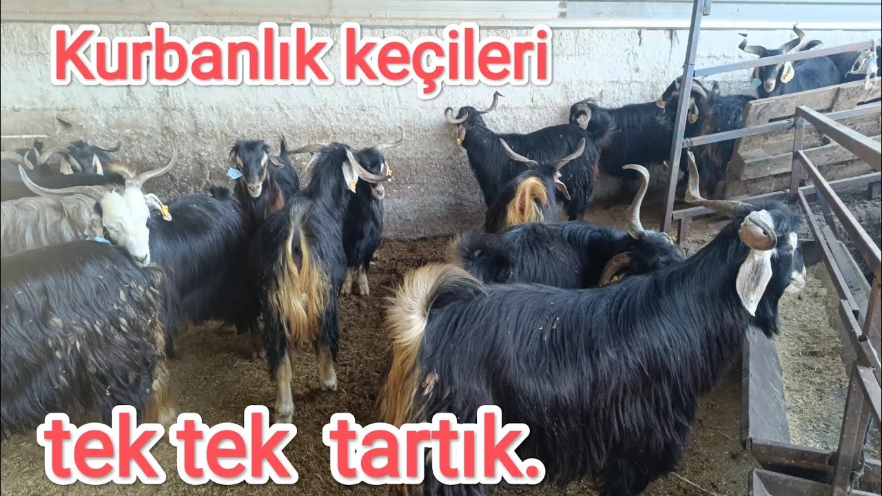 Kurbanlık keçileri tek tek tartık firelerini toplamışmı..?