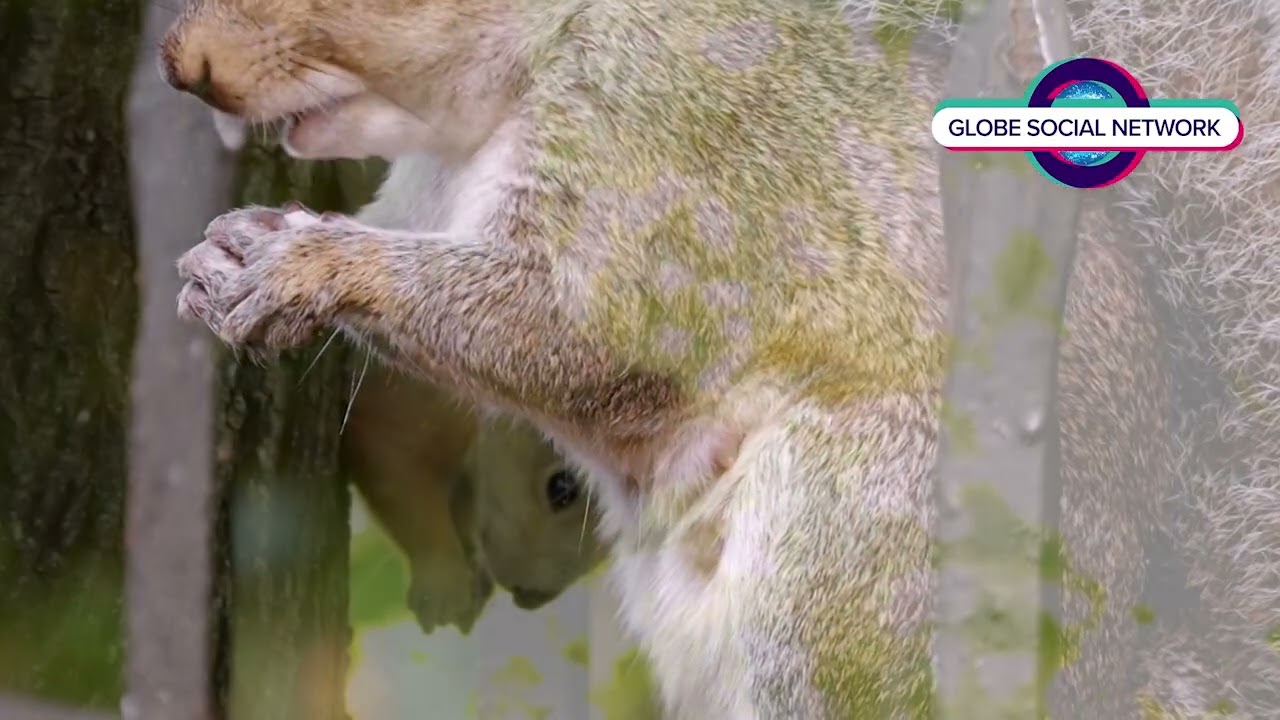 The Remarkable World of Squirrels 
