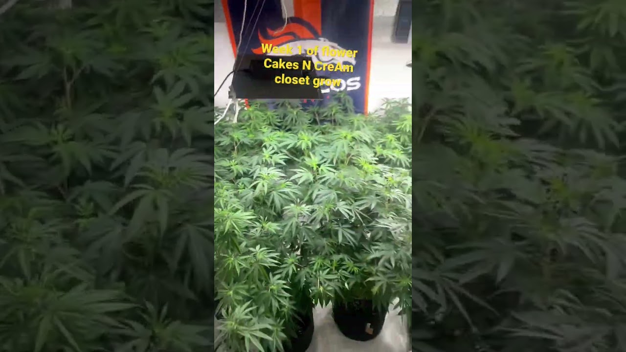 Cakes N Cream closet grow 2022 weekly update #757growers #420 # growyourown
