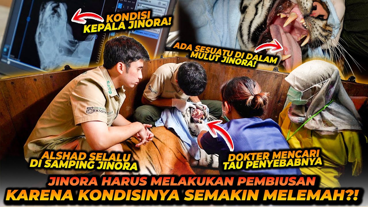 KONDISI JINORA MEMBURUK ! ALSHAD DAN TIM LANGSUNG MELAKUKAN PENINDAKAN KHUSUS UNTUK JINORA !