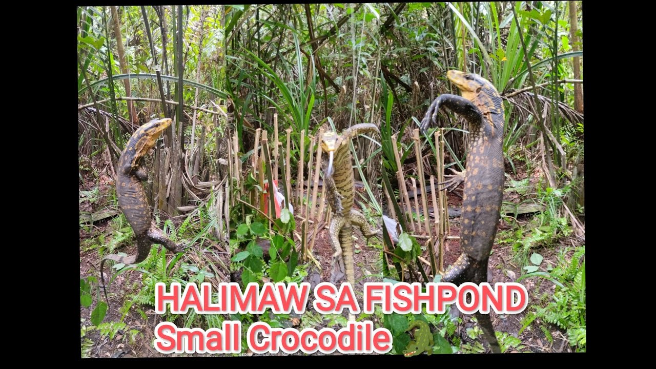 Huli piro Hindi kulong,, #viral #viralvideo #Bayawak #Bibang #wildlizard #wildanimals.