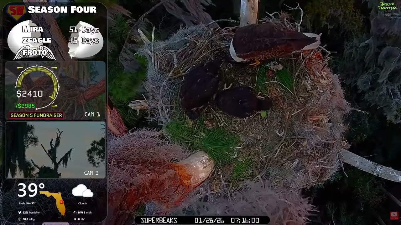 🦅Yesterday at SuperBeaks | Jan 28, 2026 - Break-fish,🐟wing flaps & Dinner with Mira & Zeagle!💕