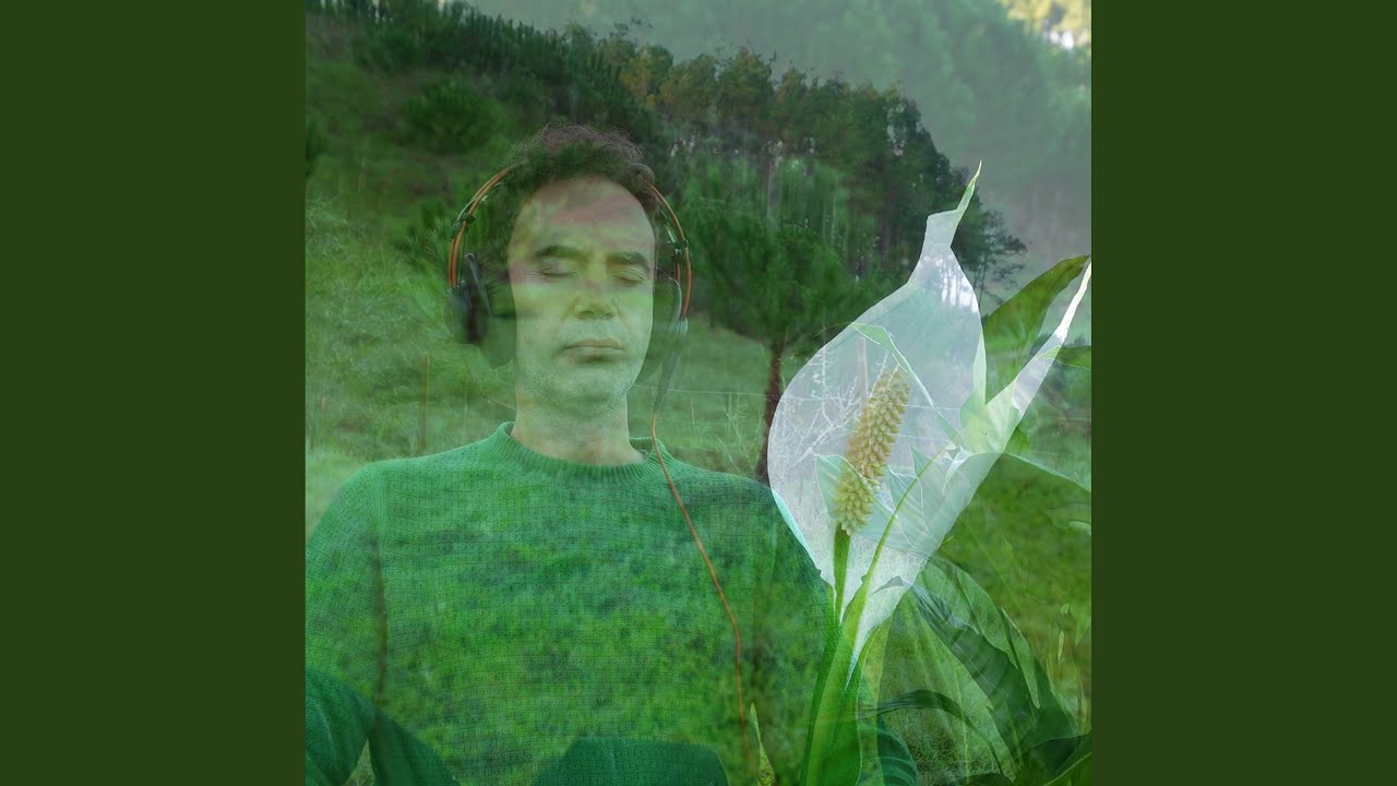 Peace Lily Vibrations . 432Hz